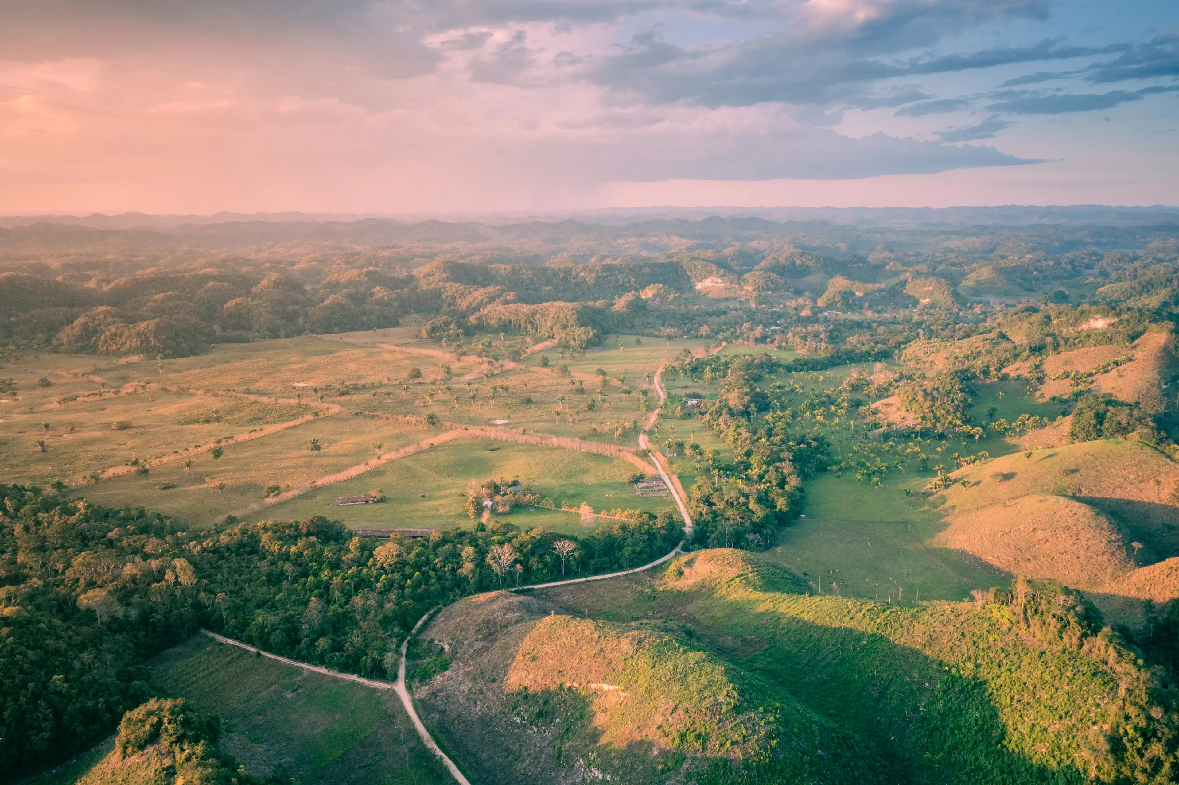 Backgound forest image